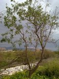 th_130320111373.jpg