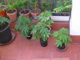 th_13961_P1010026_122_931lo.JPG