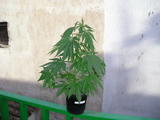 th_13966_P1010027_122_503lo.JPG