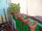th_14105_P1010032_122_415lo.JPG