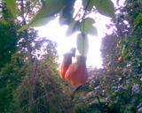 th_17158_Imagen007_122_498lo.jpg