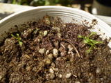 th_17530_P3050065_122_154lo.JPG