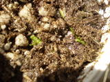 th_17534_P3050066_122_68lo.JPG