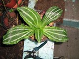 th_20-03-07008.jpg