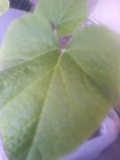th_208580223_b1_122_198lo.jpg