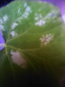th_208597906_m3_122_919lo.jpg