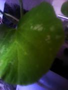 th_208600406_m4_122_408lo.jpg