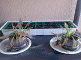 th_22391_Imagen007_122_335lo.jpg