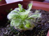th_23025_P9110147_122_1133lo.JPG