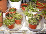th_23036_P9110152_122_1184lo.JPG