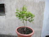 th_25419_P1010011_123_614lo.JPG
