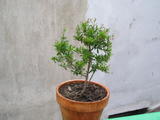 th_25424_P1010012_123_622lo.JPG