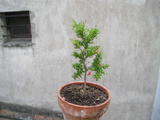 th_25435_P1010014_123_244lo.JPG