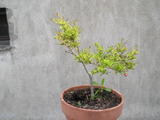 th_25438_P1010015_123_178lo.JPG