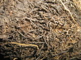 th_25684_IMG_3192_122_58lo.jpg