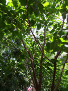 th_27248_xident05_03_122_203lo.JPG