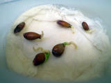th_27254_Limones_ger2_122_795lo.jpg