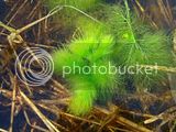 th_27494c6c-36a0-4be3-9e47-2eff487ee709_zpsu1jjr22d.jpg