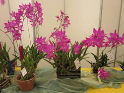 th_286664348_MoreliaOct.20111_122_482lo.jpg