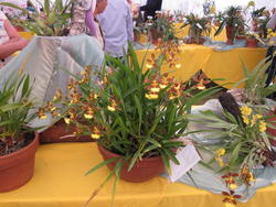 th_286695997_MoreliaOct.20114_122_182lo.jpg