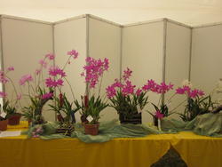 th_286720677_MoreliaOct.20115_122_572lo.jpg
