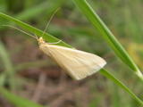 th_30762_mariposa_6b_122_365lo.jpg
