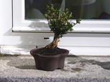 th_33721_PIC_0063_122_207lo.JPG