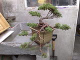 th_34443_20042008116_122_230lo.jpg
