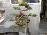 th_34446_20042008117_122_986lo.jpg