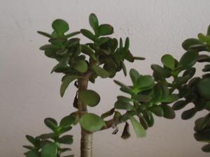 th_35083_Image32_122_505lo.jpg