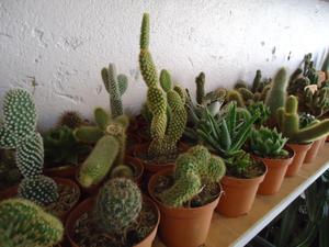 th_35088_Image2_122_1068lo.jpg