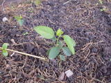 th_36704_P3110086_122_234lo.JPG