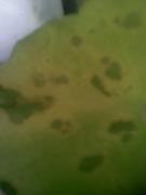 th_390353579_md_002_122_614lo.jpg