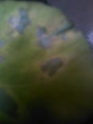 th_390355958_MD_003_122_571lo.jpg
