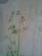 th_390361563_Zm_006_122_554lo.jpg