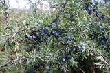 th_39283_endrino_122_424lo.jpg