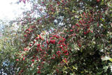 th_39290_majuelo_122_407lo.jpg
