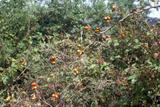 th_39293_rosal-silvestre-estalone_122_967lo.jpg