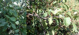 th_39312_unknown-3_122_1009lo.jpg