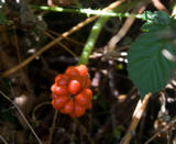 th_39319_unknown-4_122_446lo.jpg
