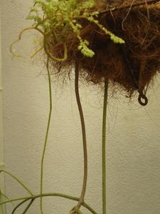 th_39836_Image1_122_208lo.jpg