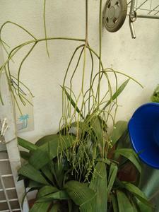 th_39839_Image2_122_464lo.jpg