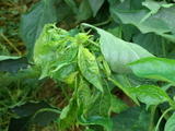 th_39951_DSC09102_122_514lo.JPG