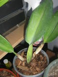 th_43119_IMG_3189_122_72lo.jpg