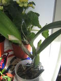 th_43123_IMG_3190_122_538lo.jpg