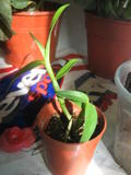 th_43126_IMG_3191_122_726lo.jpg