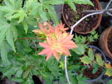 th_43930_1_122_839lo.JPG