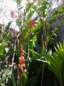 th_47993_Image4_122_217lo.jpg