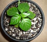 th_49877_canacaffe_31541_122_513lo.JPG
