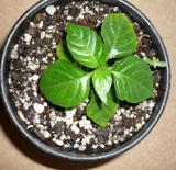 th_49881_canacaffe_01550_122_396lo.JPG